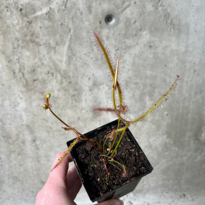 Hand holding a giant sundew with forked leaves