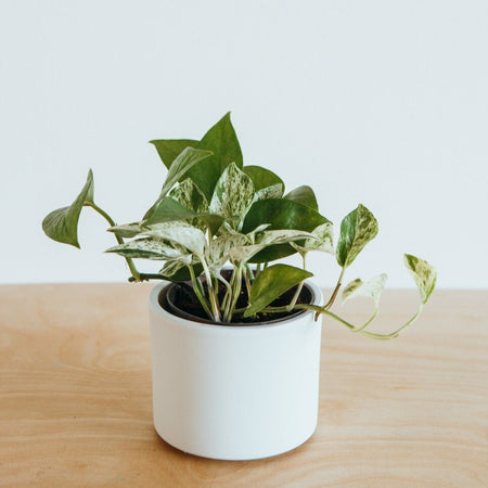 Marble Queen pothos in a white pot