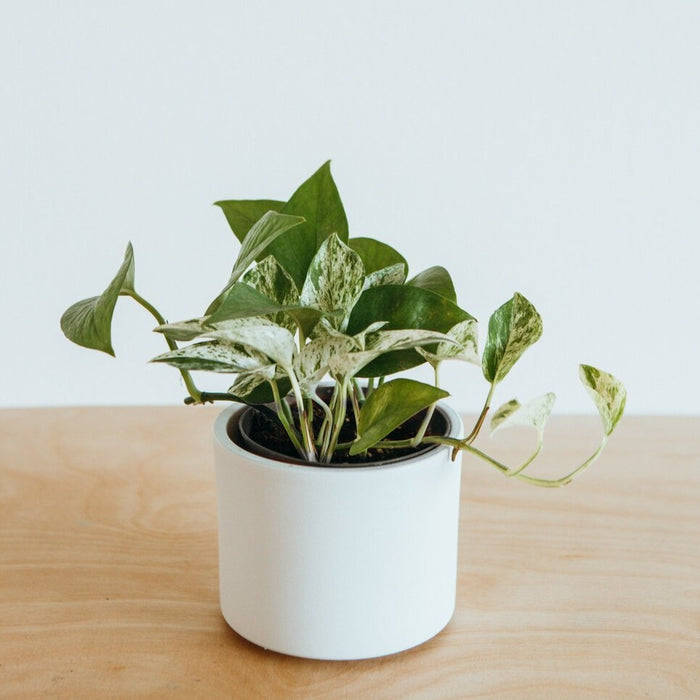 Marble Queen pothos in a white pot