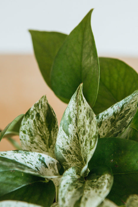 Marble Queen pothos leaves with cream variegation