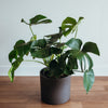 Monstera deliciosa in a black pot on a wooden table