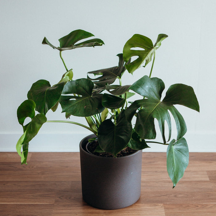 Monstera deliciosa in a black pot on a wooden table