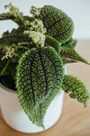 Pilea Moon Valley with textured leaves