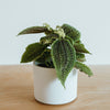 Pilea Moon Valley in a white pot