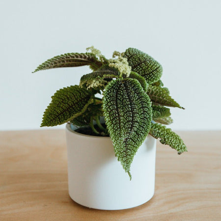 Pilea Moon Valley in a white pot