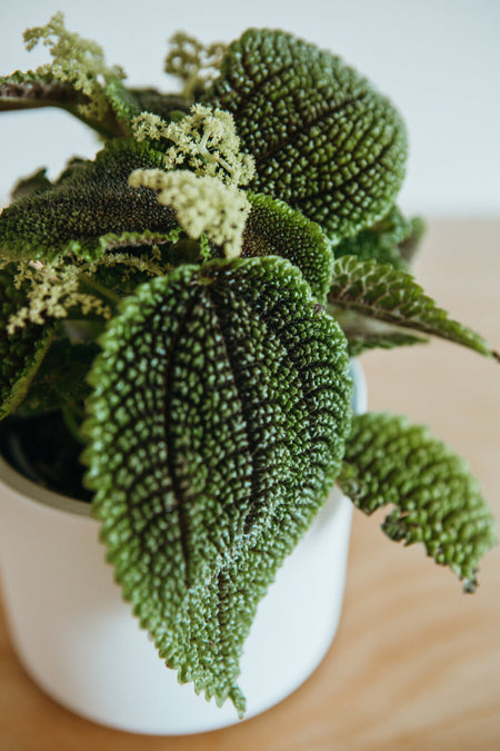 Pilea Moon Valley with textured leaves
