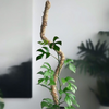 Plant climbing a curved moss pole