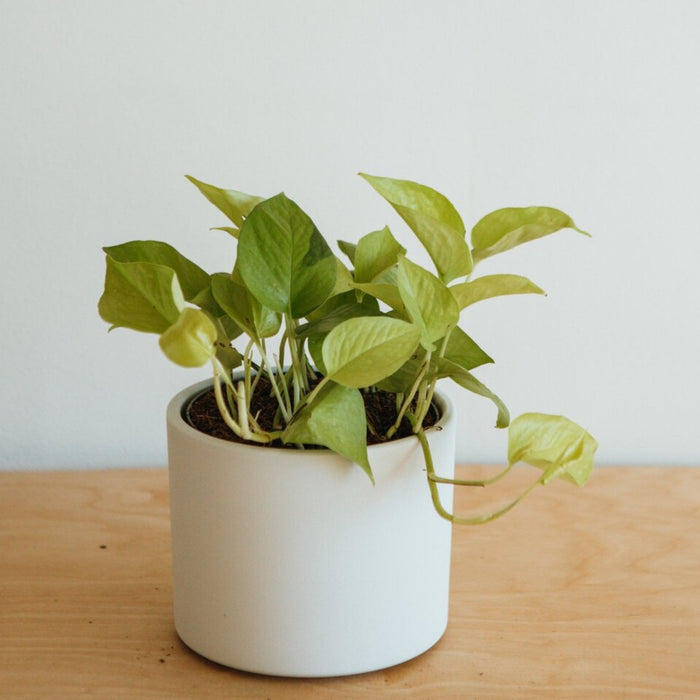 Neon Pothos