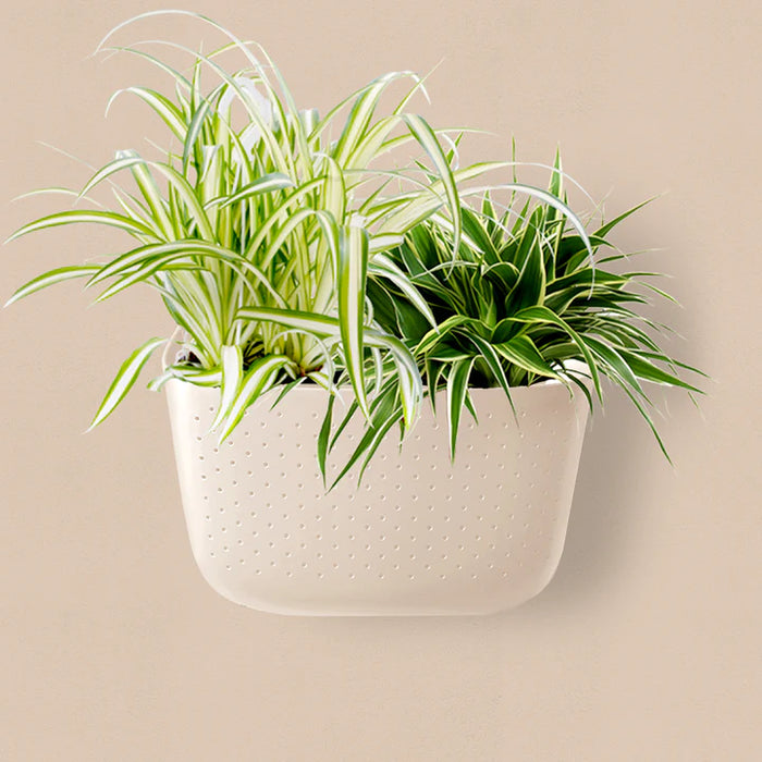 Spider plants in an oat Wally Eco wall planter
