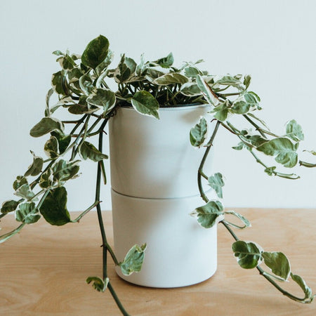 Trailing Pearls and Jade pothos in a white pot