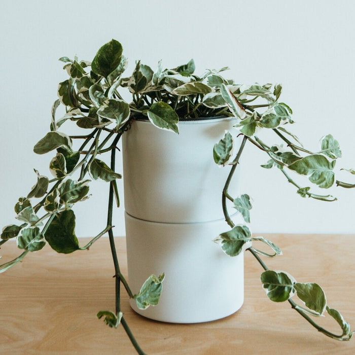 Trailing Pearls and Jade pothos in a white pot