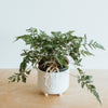 Rabbit's foot fern in a white footed pot