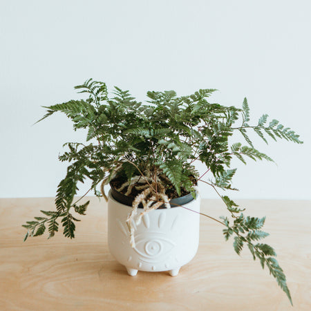 Rabbit's foot fern in a white footed pot