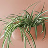 Spider plant in a rose Wally Eco wall planter