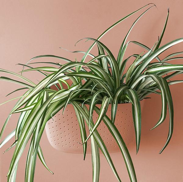 Spider plant in a rose Wally Eco wall planter