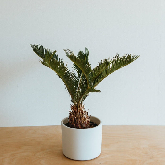 Sago Palm