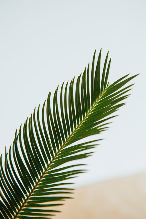 Sago Palm