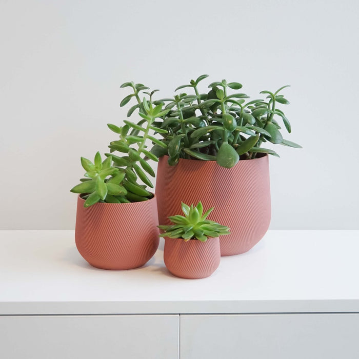 Salmon pink Juniper cover pots with plants on a white shelf