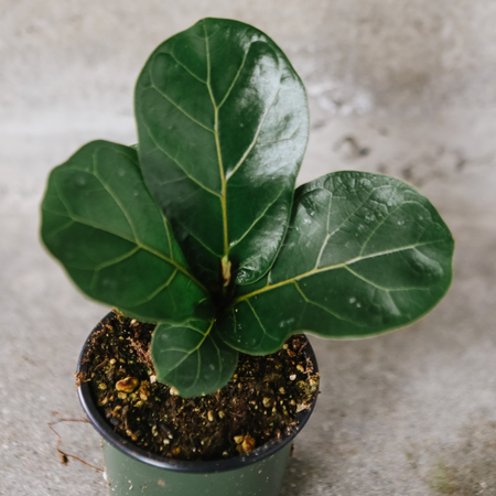 Fiddle leaf fig in a black pot