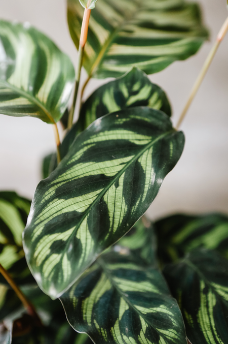 Close-up of peacock calathea leaves