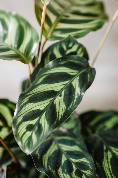 Close-up of peacock calathea leaves