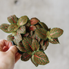 Hand holding a pink-veined fittonia