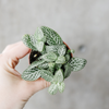 Hand holding a white-veined green fittonia