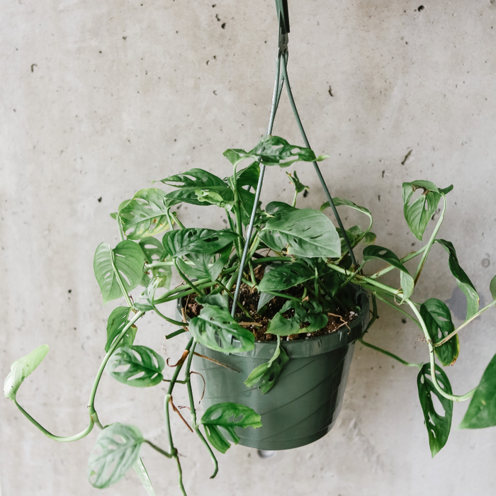 Monstera adansonii in a hanging pot