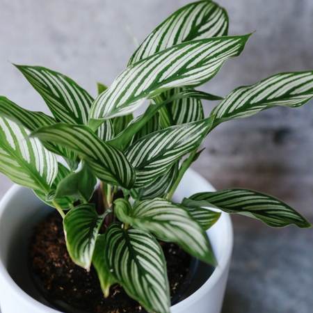 Calathea vittata with white-striped leaves
