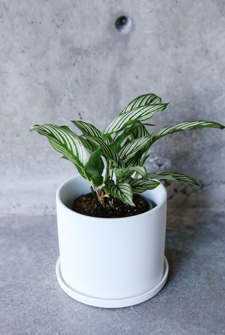 Calathea vittata in a white pot