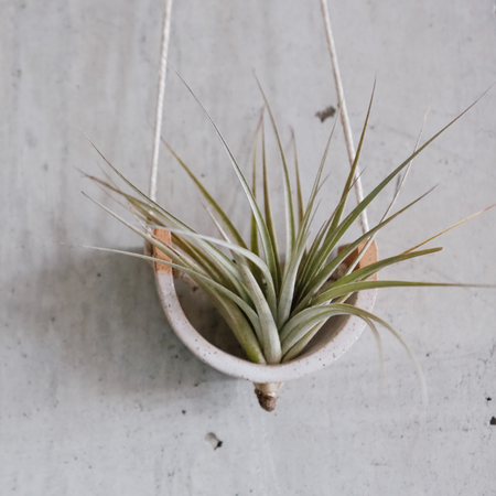 Air plant in a white hanging holder