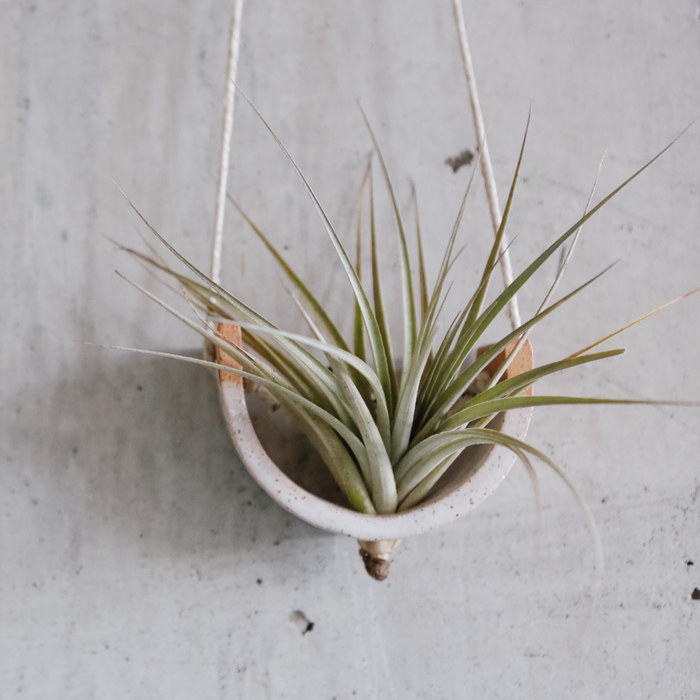 Air plant in a white hanging holder