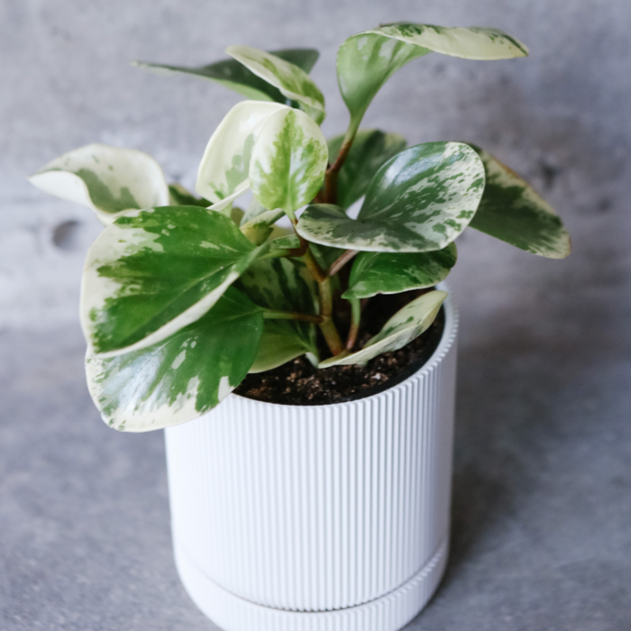 Marble Peperomia