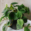 Heartleaf philodendron with trailing heart-shaped leaves