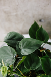 Close-up of heart-shaped Philodendron cordatum leaves