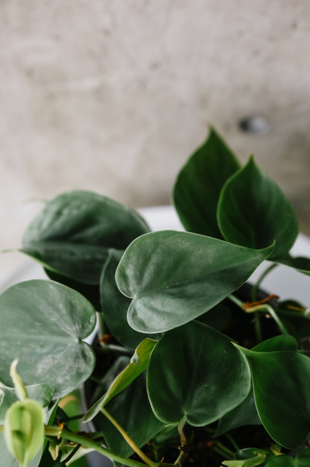 Close-up of heart-shaped Philodendron cordatum leaves