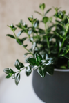 Goldfish plant with glossy leaves in a black pot