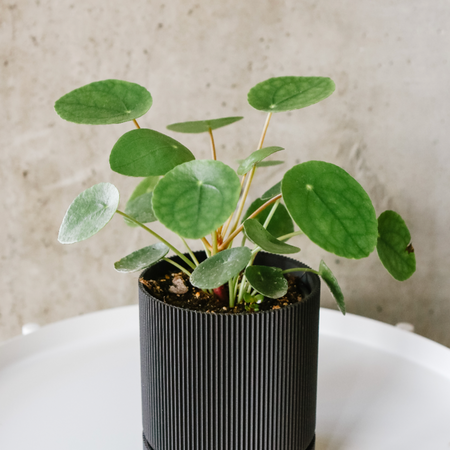 Pilea peperomioides in a black ribbed pot