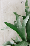 Close-up of staghorn fern fronds