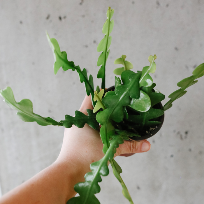Zig Zag Cactus
