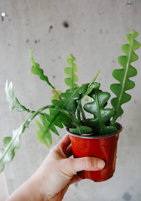 Zig Zag Cactus