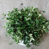 Bushy beetle peperomia