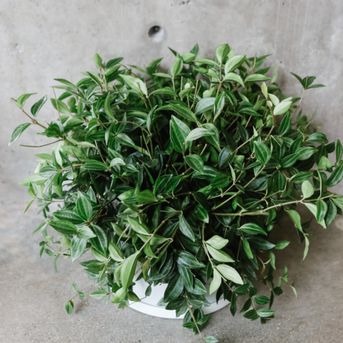 Bushy beetle peperomia