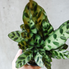 Rattlesnake calathea with spotted wavy leaves