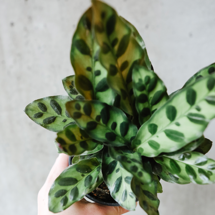 Calathea