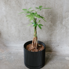 Money tree in a black pot