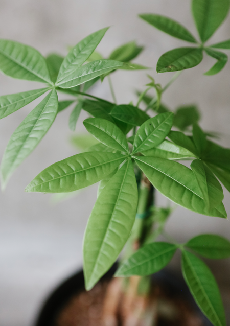 Close-up of money tree leaves
