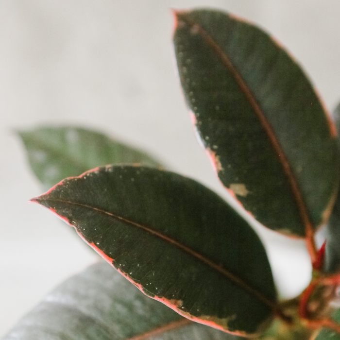 Close-up of a pink-edged rubber tree leaf