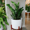 ZZ plant with glossy upright stems in a white pot on a wooden plant stand