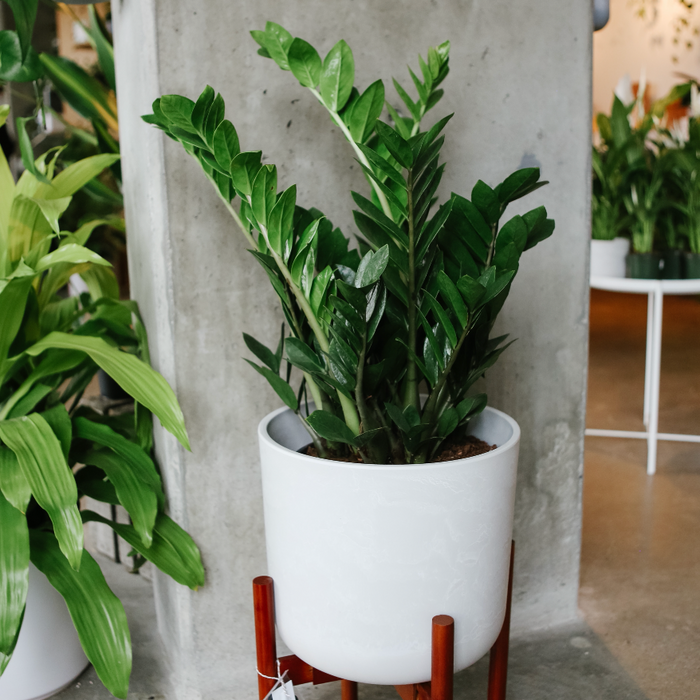 ZZ plant with glossy upright stems in a white pot on a wooden plant stand